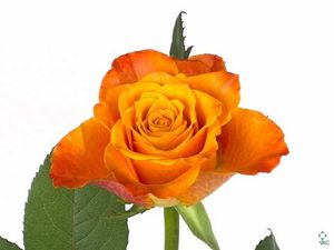 ROSE MARIYO KENIA SUPER 50